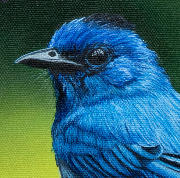 Black Naped Monarch Oil Painting On Stretched Canvas 30cm x 30cm - Image 2