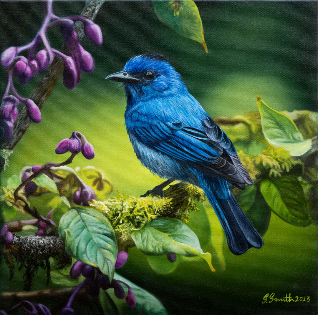 “Black Naped Monarch” Oil Painting On Stretched Canvas 30cm x 30cm