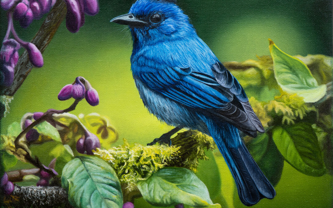 “Black Naped Monarch” Oil Painting On Stretched Canvas 30cm x 30cm