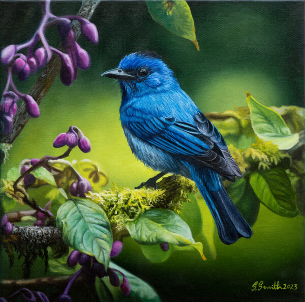 Black Naped Monarch Oil Painting On Stretched Canvas 30cm x 30cm