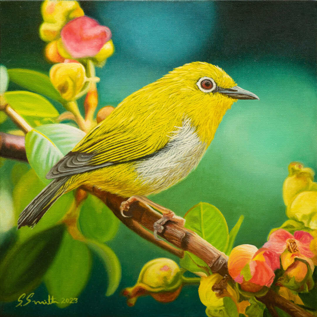 “Oriental White-Eye” Oil Painting On Stretched Canvas 30cm x 30cm