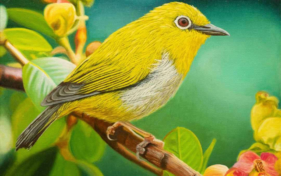 “Oriental White-Eye” Oil Painting On Stretched Canvas 30cm x 30cm